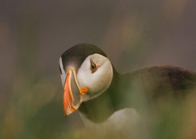 A puffin bird with a colorful beak peeking through grass.
