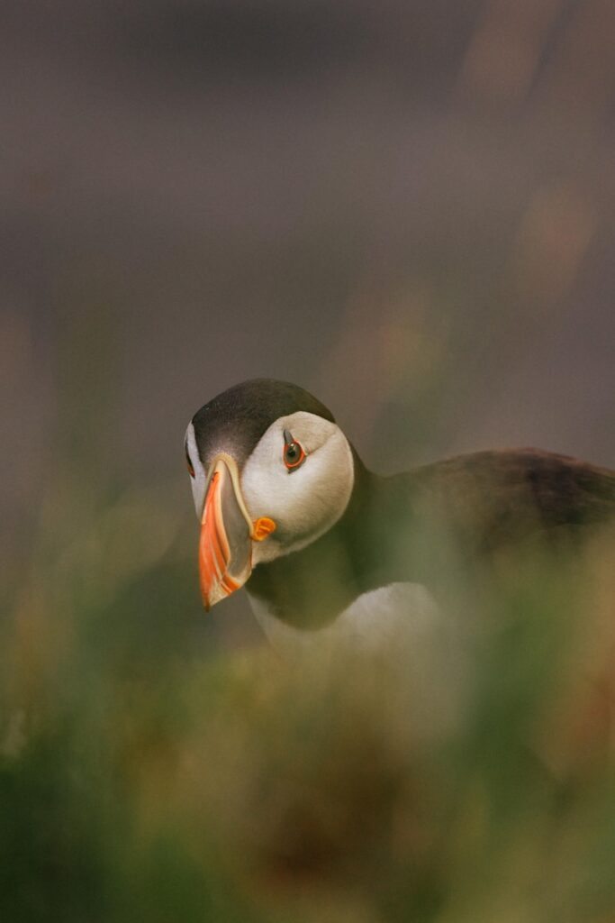 A puffin bird with a colorful beak peeking through grass.